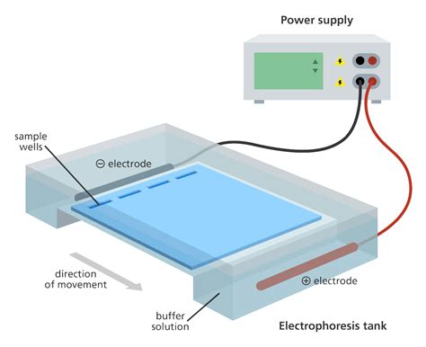 Gel Electrophoresis .